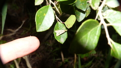 Diasemia monostigma