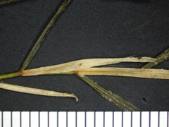 Potamogeton strictifolius