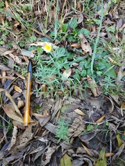 Linaria vulgaris