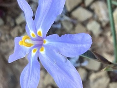 Moraea crispa
