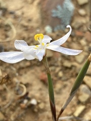 Moraea crispa