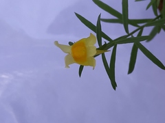 Linaria vulgaris