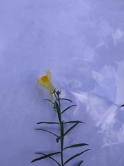 Linaria vulgaris