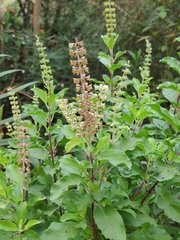 Ocimum tenuiflorum