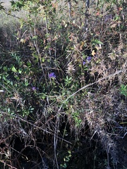 Gentiana catesbaei