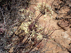 Pelargonium moniliforme