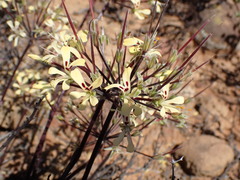 Pelargonium moniliforme