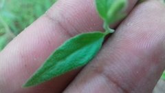 Haplophyton crooksii