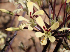Pelargonium moniliforme