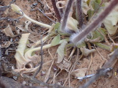 Pelargonium moniliforme