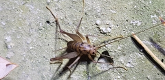 Tachycines asynamorus