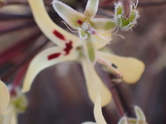 Pelargonium moniliforme