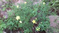 Haplophyton crooksii
