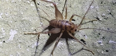 Tachycines asynamorus