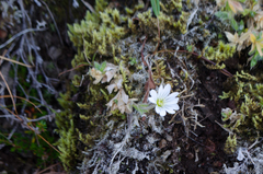 Dichodon cerastoides