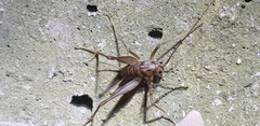 Tachycines asynamorus