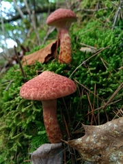 Suillus spraguei image