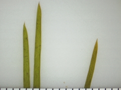 Potamogeton strictifolius