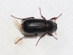 Phyllophaga bilobatata