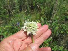 Allium stellerianum
