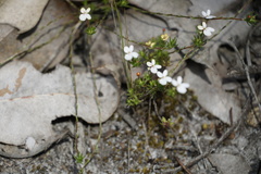 Stylidium repens