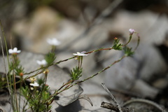 Stylidium repens