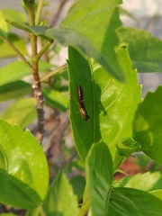 Odontomantis planiceps