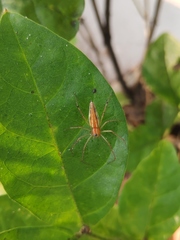 Oxyopes