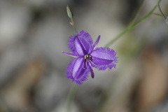 Thysanotus dichotomus