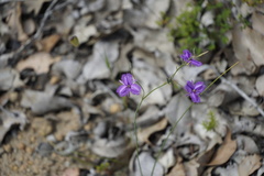 Thysanotus dichotomus