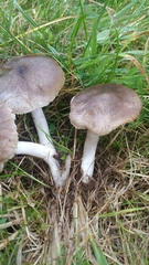 Melanoleuca polioleuca