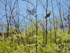 Coccopygia quartinia