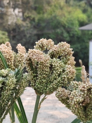 Eleusine coracana