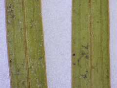 Potamogeton strictifolius