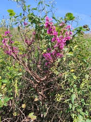 Cercis chinensis