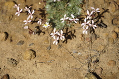 Stylidium lepidum