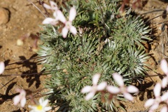 Stylidium lepidum