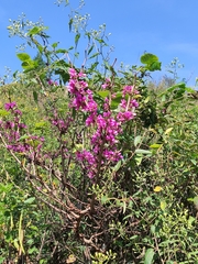 Cercis chinensis