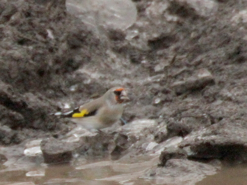 Grey-crowned Goldfinch (Carduelis caniceps)