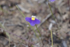 Utricularia benthamii