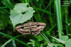 Spirama retorta