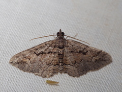 Chrysolarentia plagiocausta