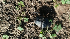 Scarabaeus cicatricosus