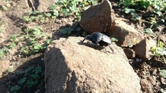 Scarabaeus cicatricosus