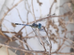 Diplacodes trivialis