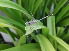 Diplacodes trivialis