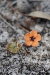 Drosera platystigma