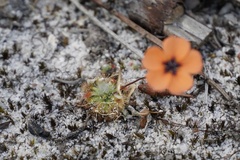 Drosera platystigma