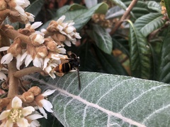 Vespa velutina