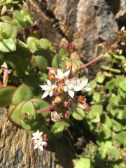 Crassula pellucida marginalis